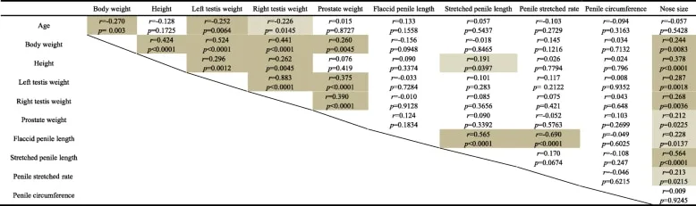 The absolute penis weight and length at ages 28 ( A ) and 130–150