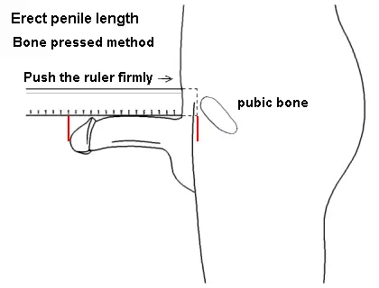 how to measure a penis